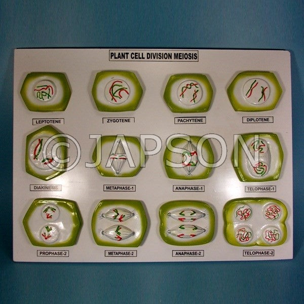 Model, Plant Meiosis Model, Plant Meiosis